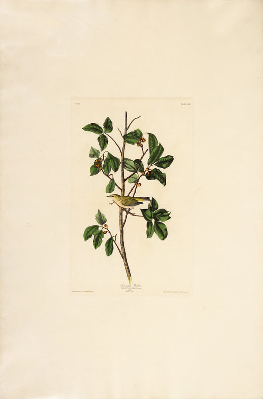 John James Audubon (1785-1851), Plate CLIV Tennessee Warbler