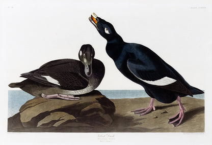 John James Audubon (1785-1851), Plate CCXLVII Velvet Duck