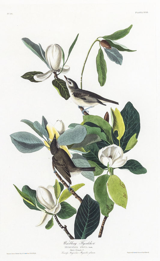 John James Audubon (1785-1851), Plate CXII Warbling Flycatcher