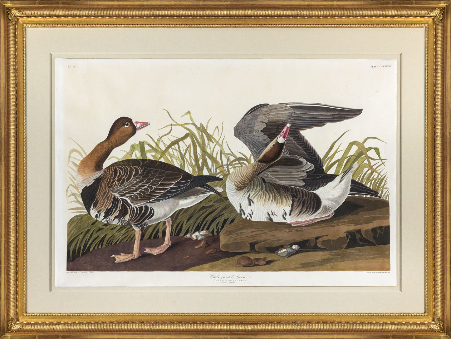 John James Audubon (1785-1851), Plate CCLXXXVI, White-fronted Goose
