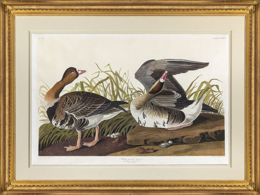 John James Audubon (1785-1851), Plate CCLXXXVI, White-fronted Goose