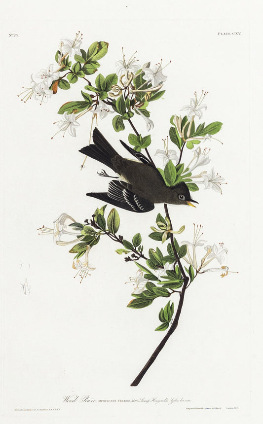 John James Audubon (1785-1851), Plate CXV Wood Pewee