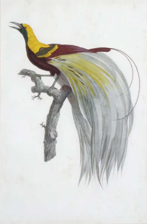 Jacques Barraband. Le Petit Oiseaux de Paradis. 1801-1806