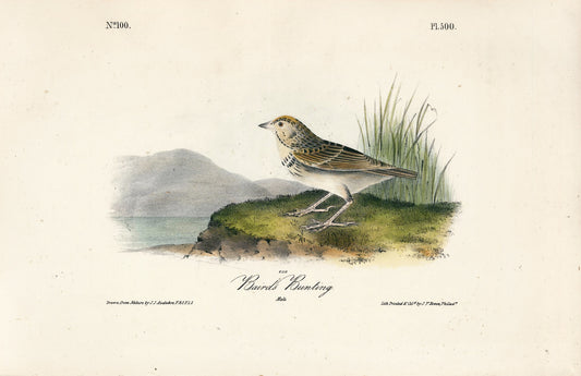 AUDUBON, John James (1785 - 1851), Baird's Bunting (Plate 500), 1839-1844