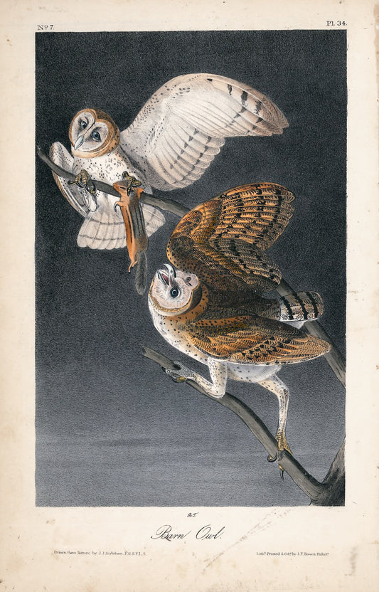 AUDUBON, John James (1785 - 1851), Barn Owl (Plate 34), 1839-1844