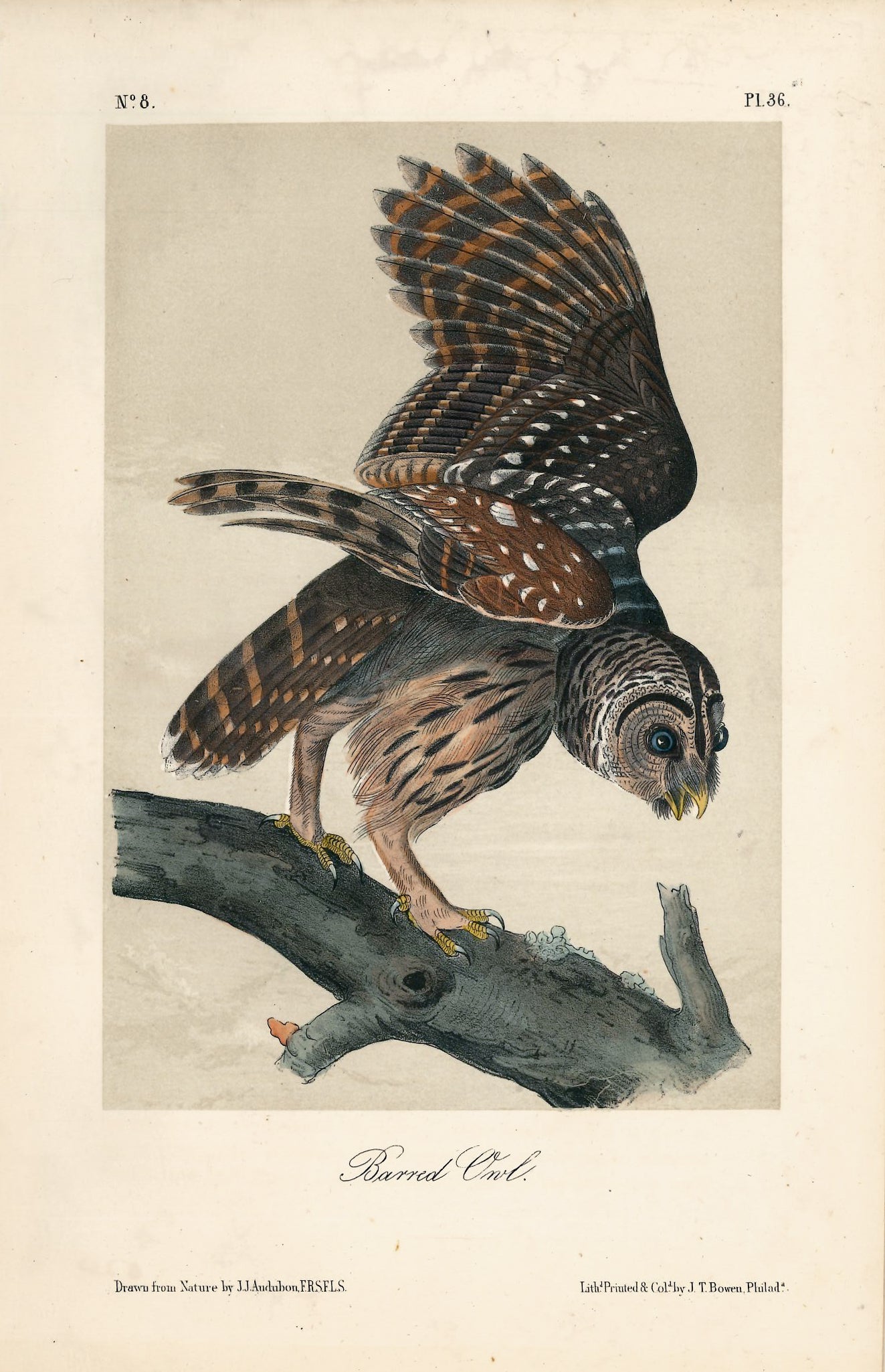 AUDUBON, John James (1785 - 1851), Barred Owl (Plate 36), 1839-1844