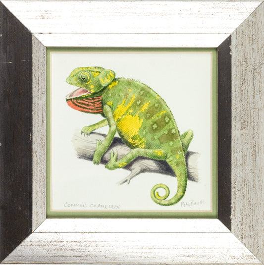 BARRETT, Peter (British, b. 1935). Common Chameleon.