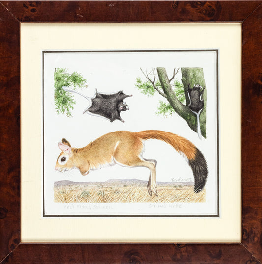 BARRETT, Peter (British, b. 1935). Pel's Flying Squirrel & Spring Hare