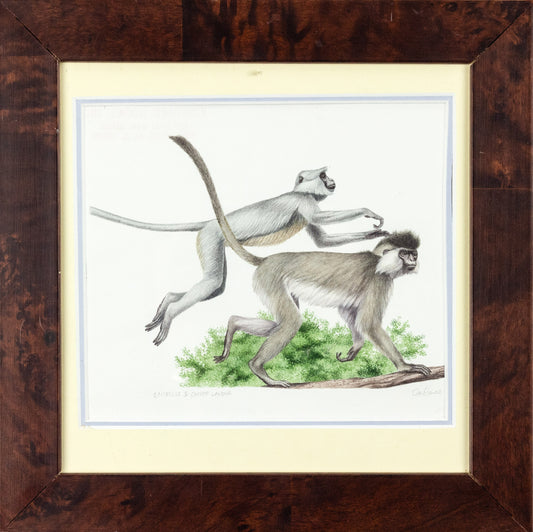 BARRETT, Peter (British, b. 1935). Enturis & Capped Langur Monkeys.