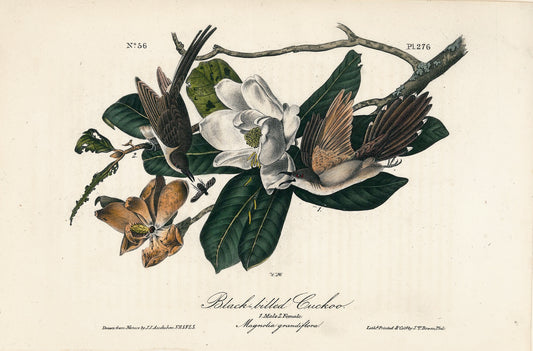 AUDUBON, John James (1785 - 1851), Black-billed Cuckoo (Plate 276), 1839-1844