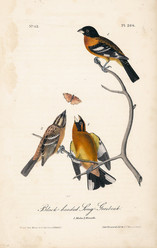 AUDUBON, John James (1785 - 1851), Black-Headed Song Grosbeak (Plate 206), 1839-1844