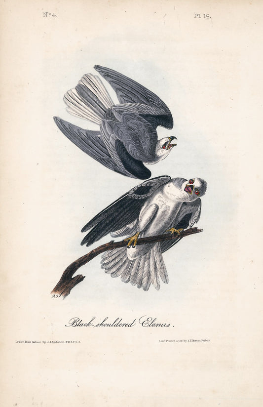 AUDUBON, John James (1785 - 1851), Black Shouldered Elanus (Plate 16), 1839-1844