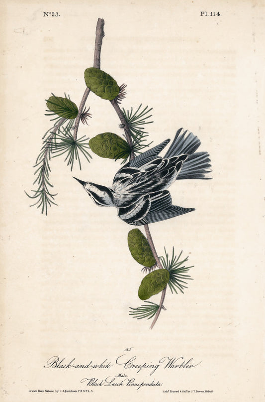 AUDUBON, John James (1785 - 1851), Black and White Creeping Warbler (Plate 114), 1839-1844