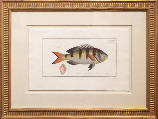 Marcus Elieser Bloch, Sparus Anchorago, The Anchor-tooth (Berlin: 1782-85; Paris: 1785-97)