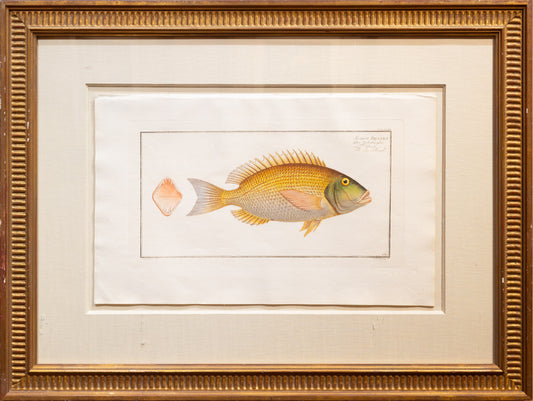 Marcus Elieser Bloch, Sparus Dente, The Sea-Rough (Berlin: 1782-85, Paris: 1785-97)