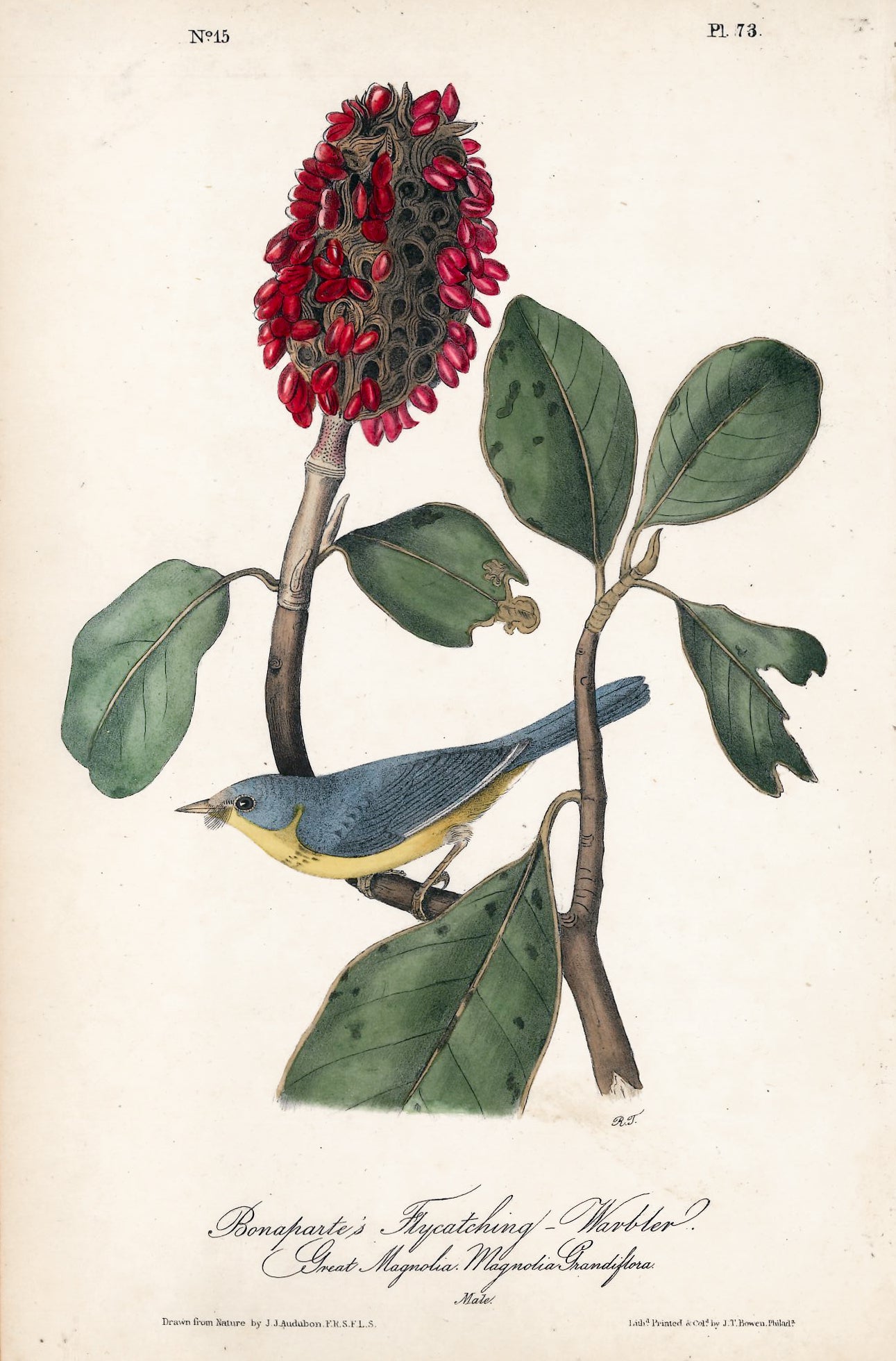 AUDUBON, John James (1785 - 1851), Boneparte's Flycatching Warbler (Plate 73), 1839-1844