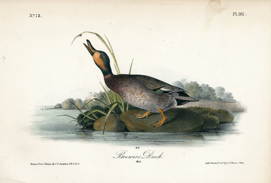AUDUBON, John James (1785 - 1851), Brewer's Duck (Plate 387), 1839-1844