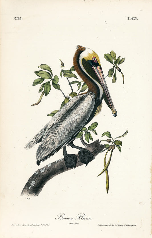 AUDUBON, John James (1785 - 1851), Brown Pelican (Plate 423), 1839-1844