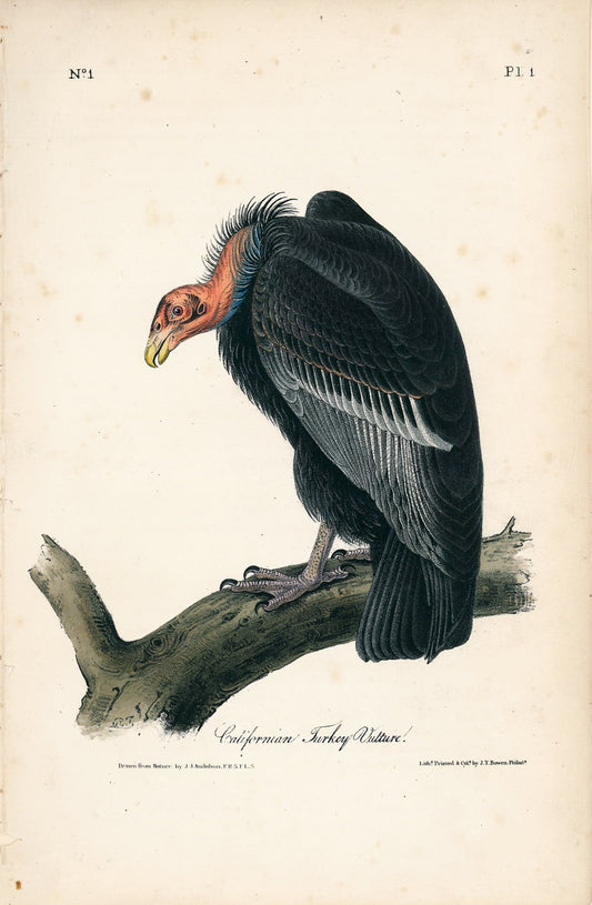 John James AUDUBON (1785-1851), Plate 1, California Turkey Vulture - Arader Galleries