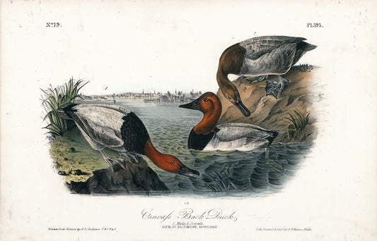 AUDUBON, John James (1785 - 1851), Canvas Back Duck (Plate 395), 1839-1844