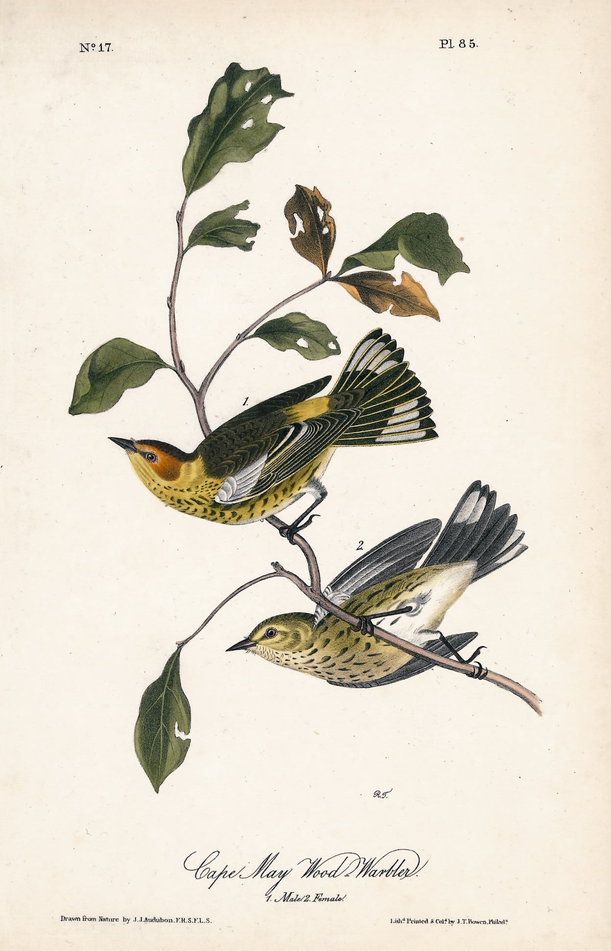 AUDUBON, John James (1785 - 1851), Cape May Wood Warbler (Plate 85), 1839-1844