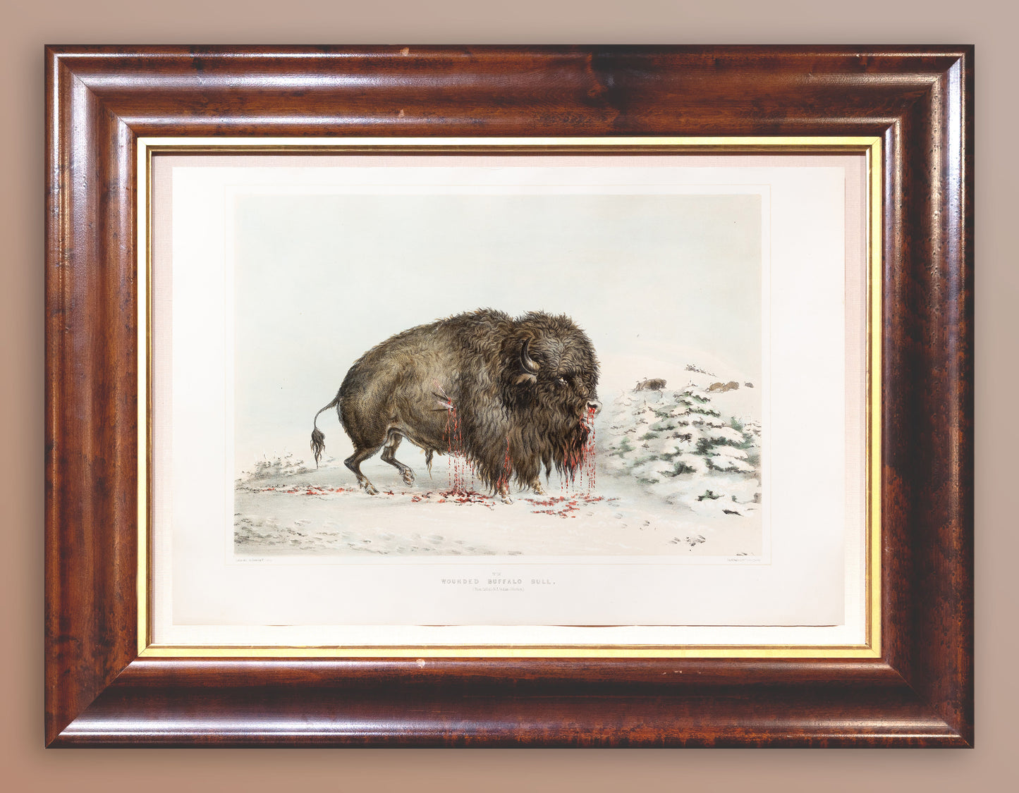 George Catlin (1794-1872), North American Indian 16 Wounded Buffalo Bull