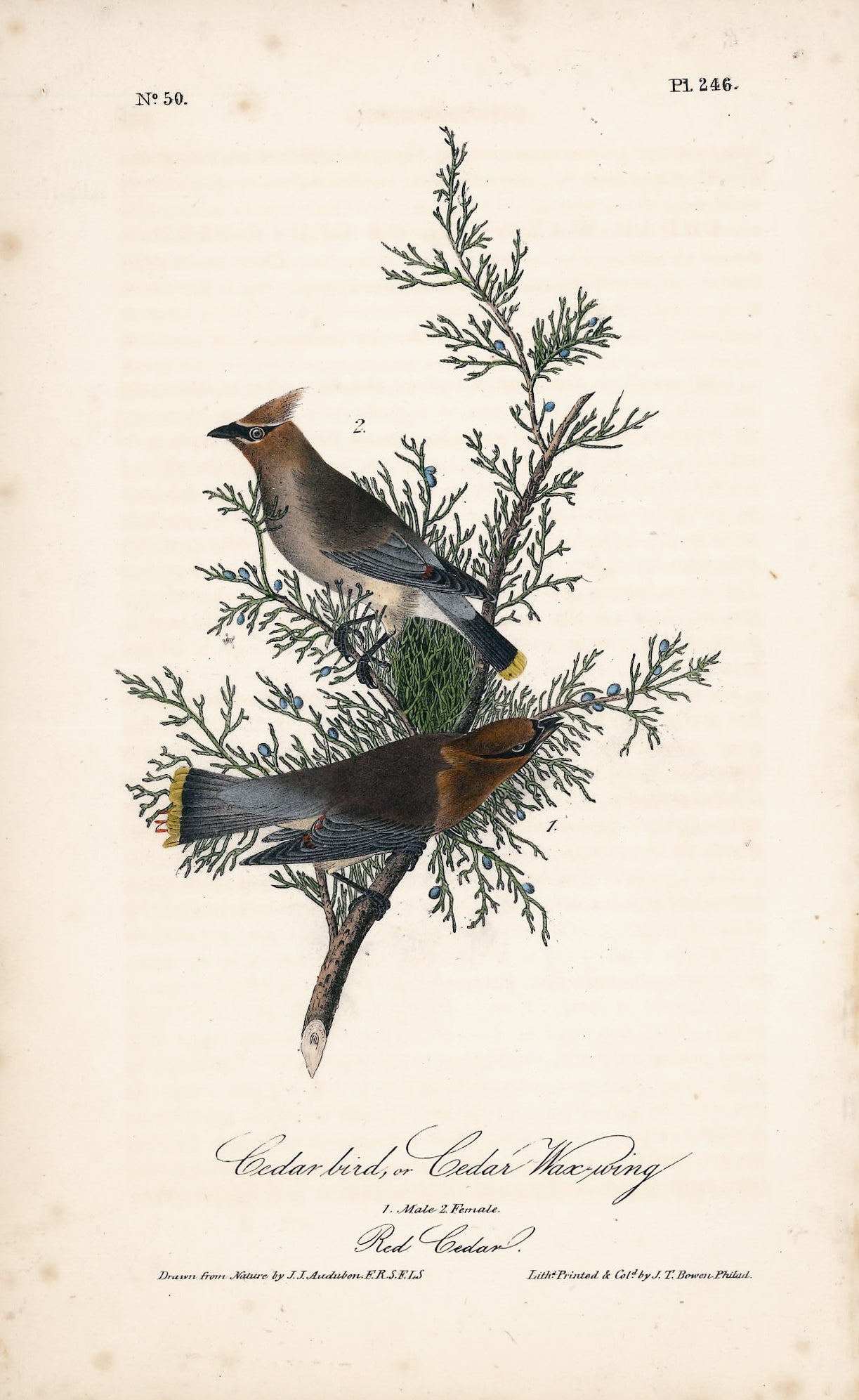 AUDUBON, John James (1785 - 1851), Cedarbird or Cedar Wax-wing (Plate 246), 1839-1844