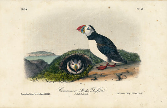 AUDUBON, John James (1785 - 1851), Common or Arctic Puffin (Plate 464), 1839-1844
