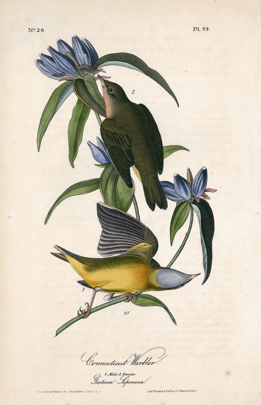 AUDUBON, John James (1785 - 1851), Connecticut Warbler (Plate 99), 1839-1844