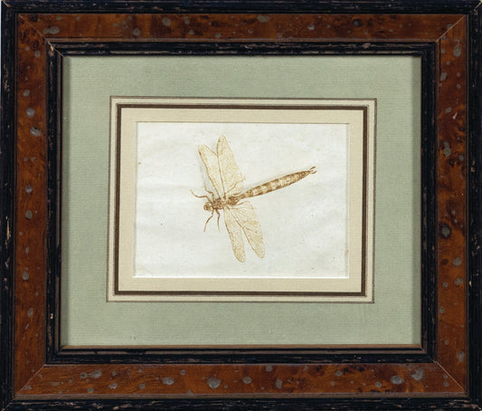 DE GHEYN II, Jacques (Dutch, 1576-1632). Attributed to Study of a Dragonfly.
