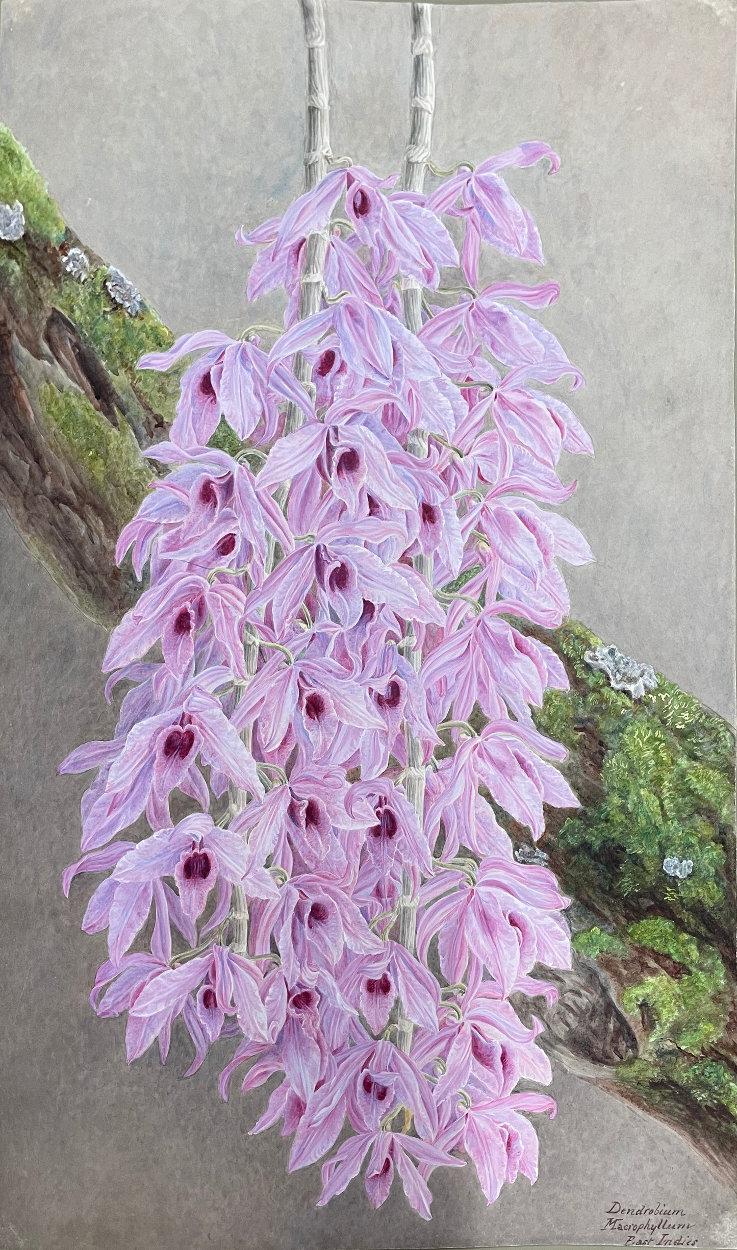 Dendrobium Maciophyllum