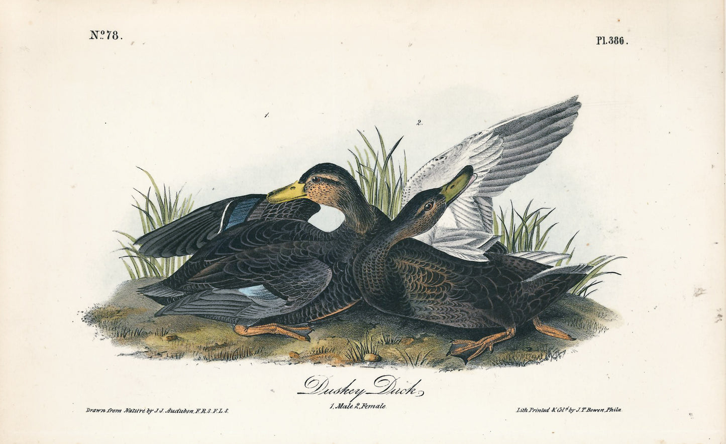 AUDUBON, John James (1785 - 1851), Dusky Duck (Plate 386), 1839-1844