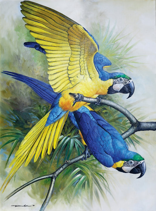 EDE, Basil (British, 1931-2016). Macaws.