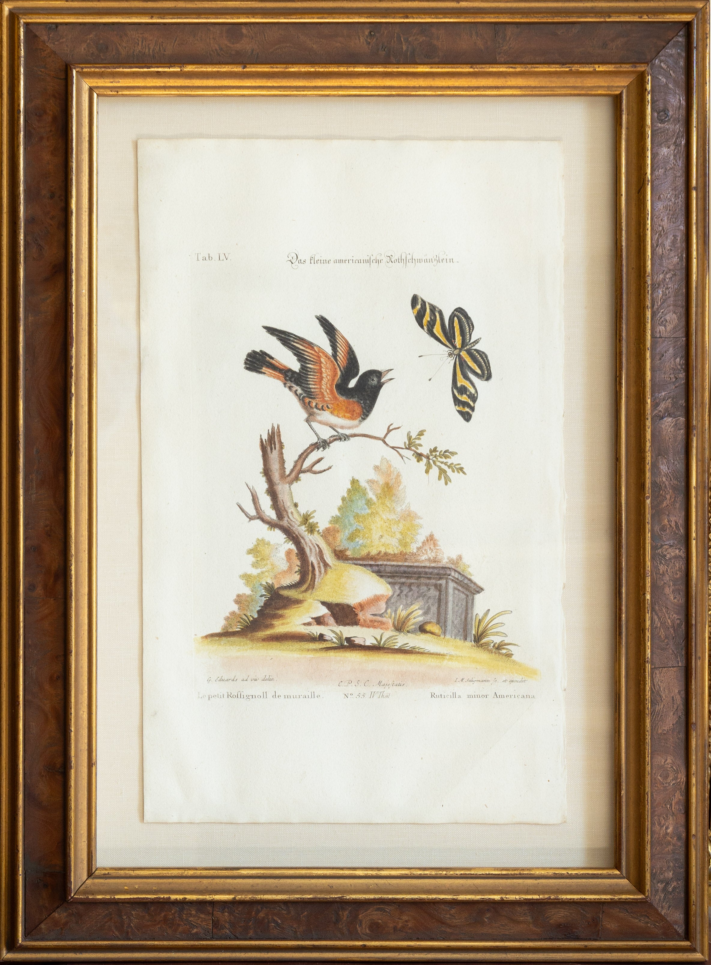 All Botanical Engravings & Lithographs – Arader Galleries