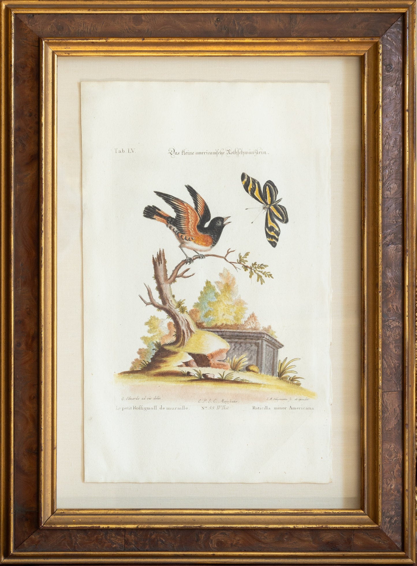 George Edwards, Tab. LV [The Small American Redstart], (Nuremberg: Johann Fleischmann, 1749-1755)