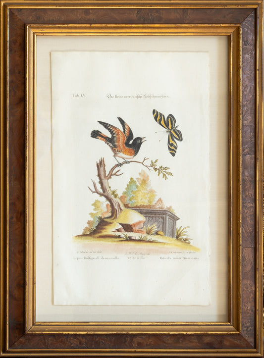 George Edwards, Tab. LV [The Small American Redstart], (Nuremberg: Johann Fleischmann, 1749-1755)