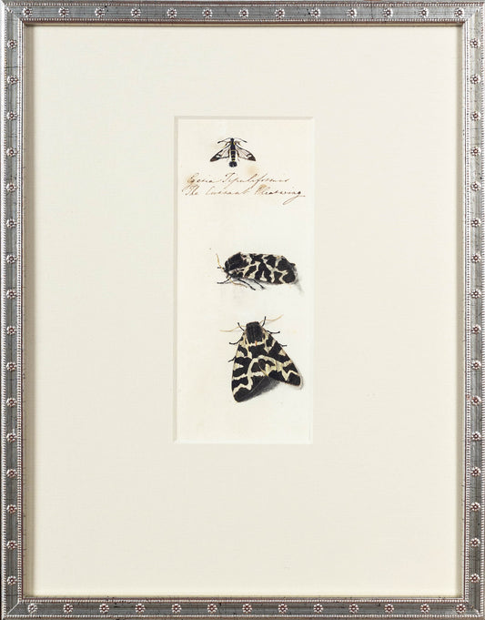 BRITISH, 19TH Century. [Insect Studies - Tiger Moth]. Ca. 1820