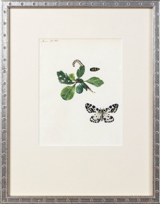 BRITISH, 19TH Century. [Insect Studies]. Ca. 1820
