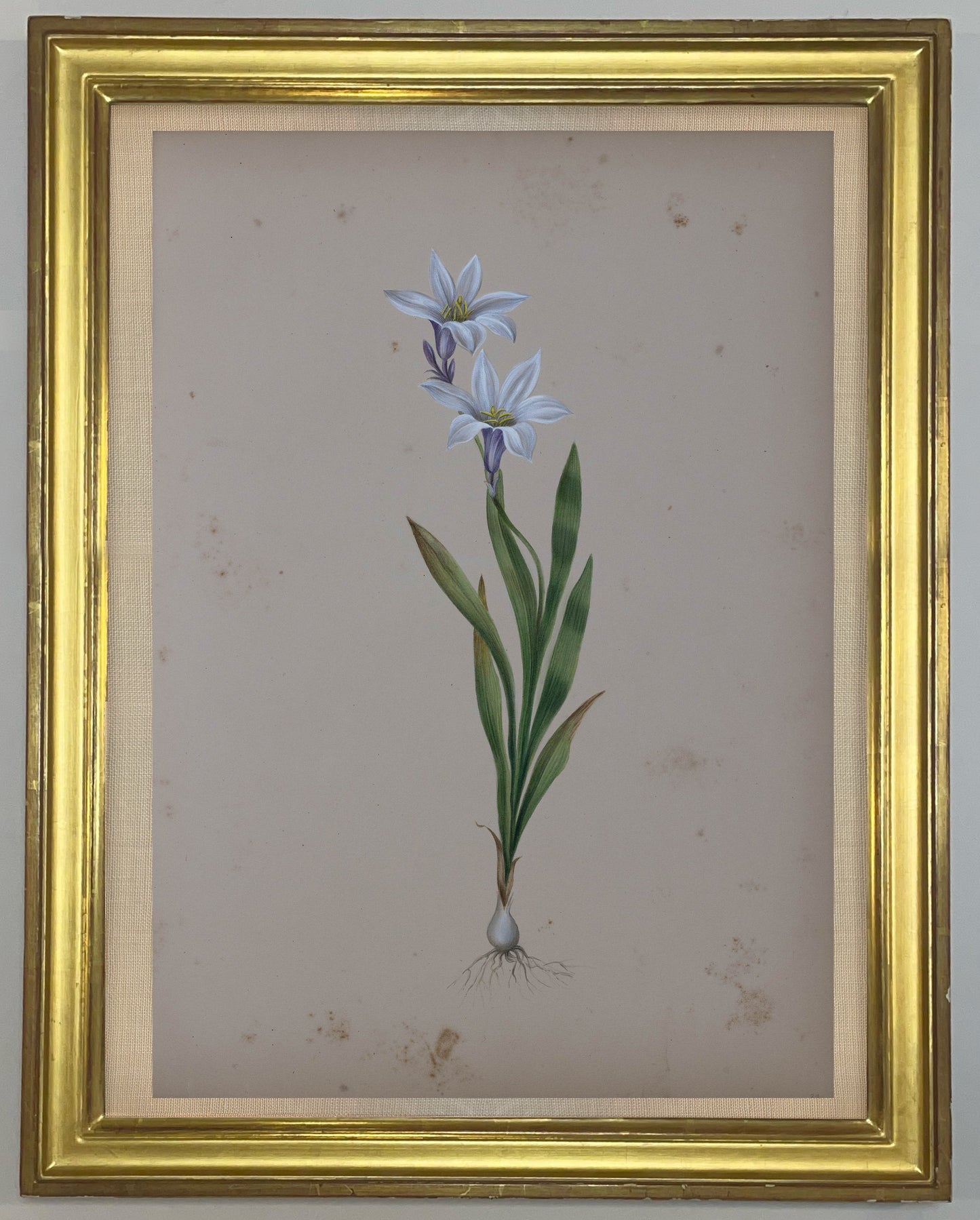 Deborah Gillingham. Ixia Liliaco. 1870.