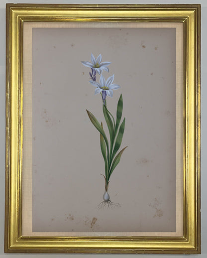 Deborah Gillingham. Ixia Liliaco. 1870.