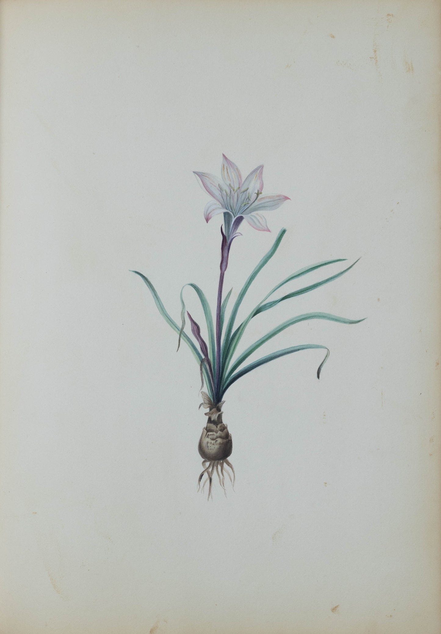 Deborah Gillingham. Amaryllis Atamasco. 1870.