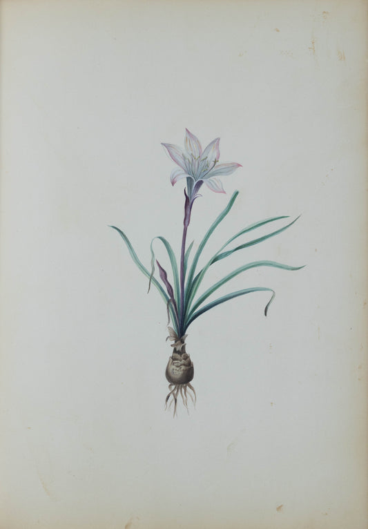 Deborah Gillingham. Amaryllis Atamasco. 1870.