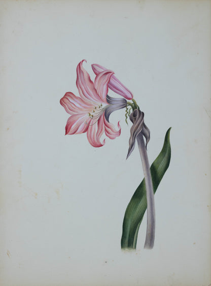 Deborah Gillingham. Amaryllis Belladonna. 1870.