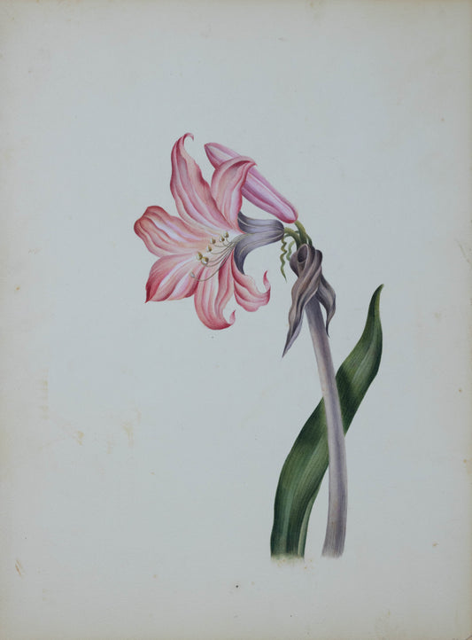 Deborah Gillingham. Amaryllis Belladonna. 1870.