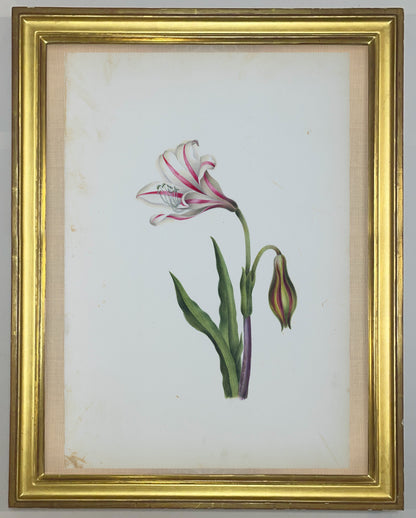 Deborah Gillingham. Amaryllis Broussonetii. 1870.