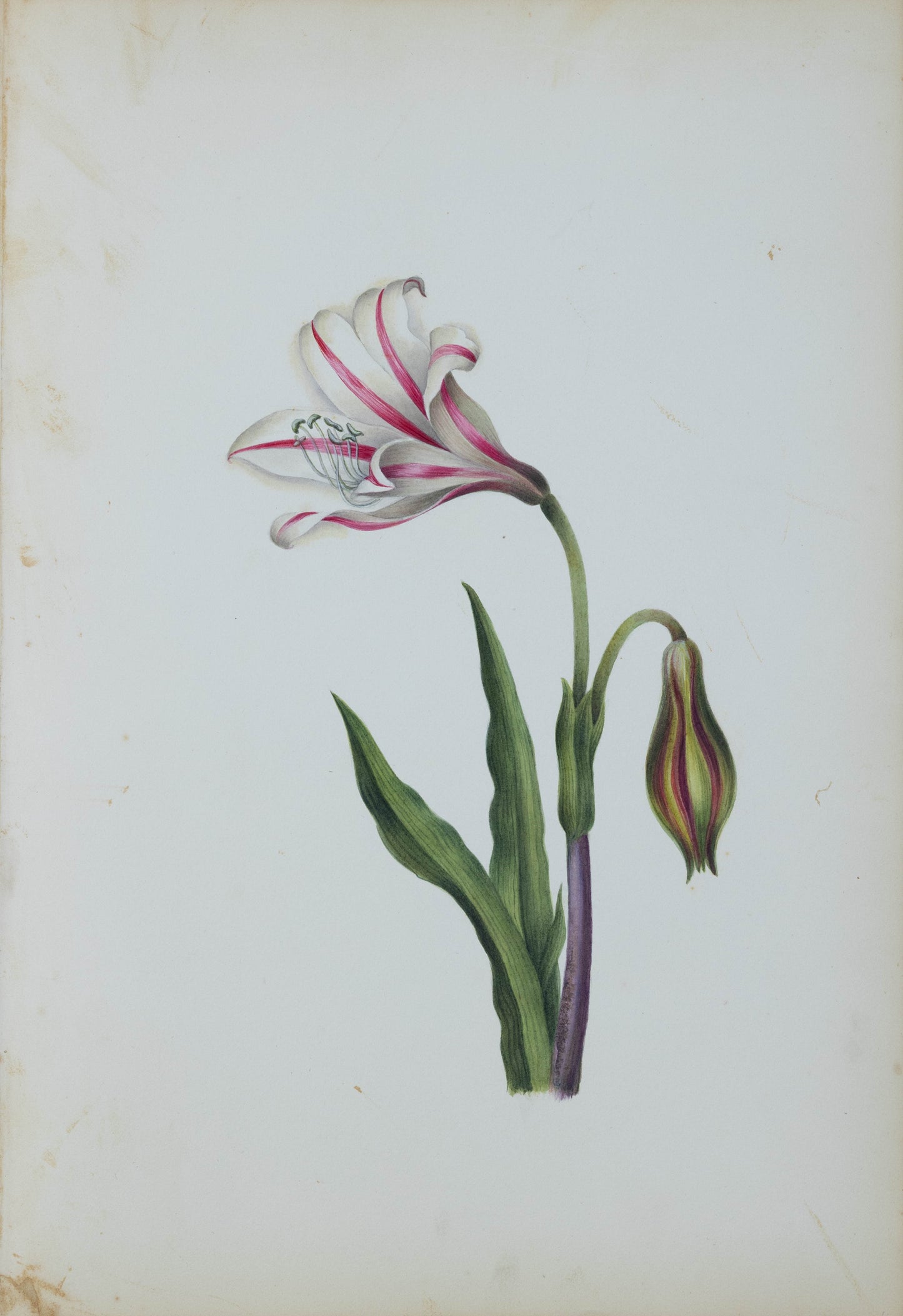 Deborah Gillingham. Amaryllis Broussonetii. 1870.