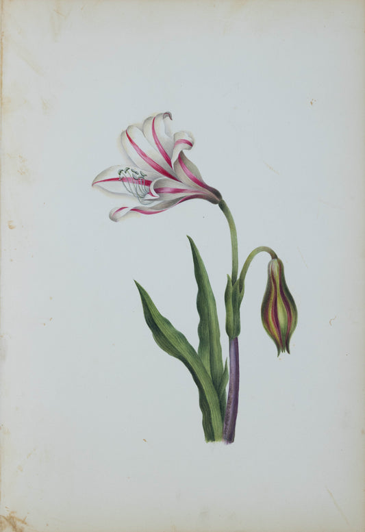 Deborah Gillingham. Amaryllis Broussonetii. 1870.