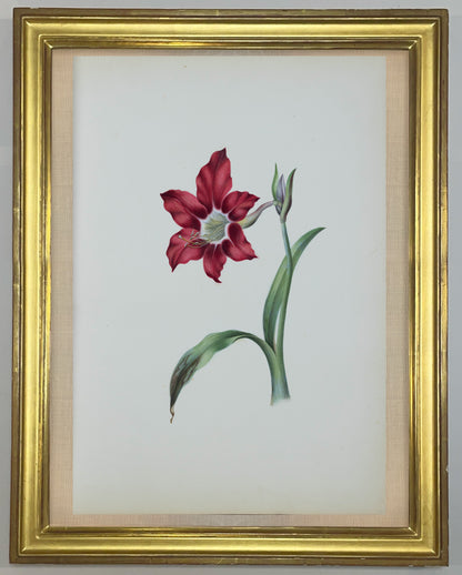 Deborah Gillingham. Amaryllis Equestris. 1870.