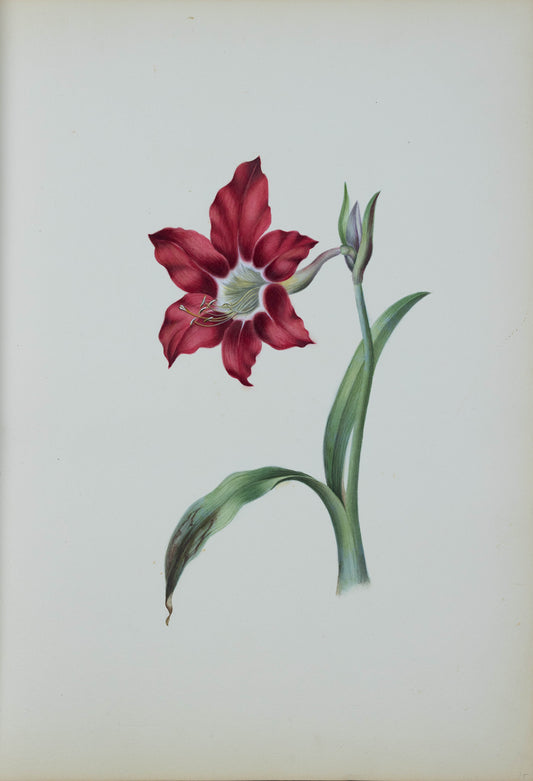Deborah Gillingham. Amaryllis Equestris. 1870.