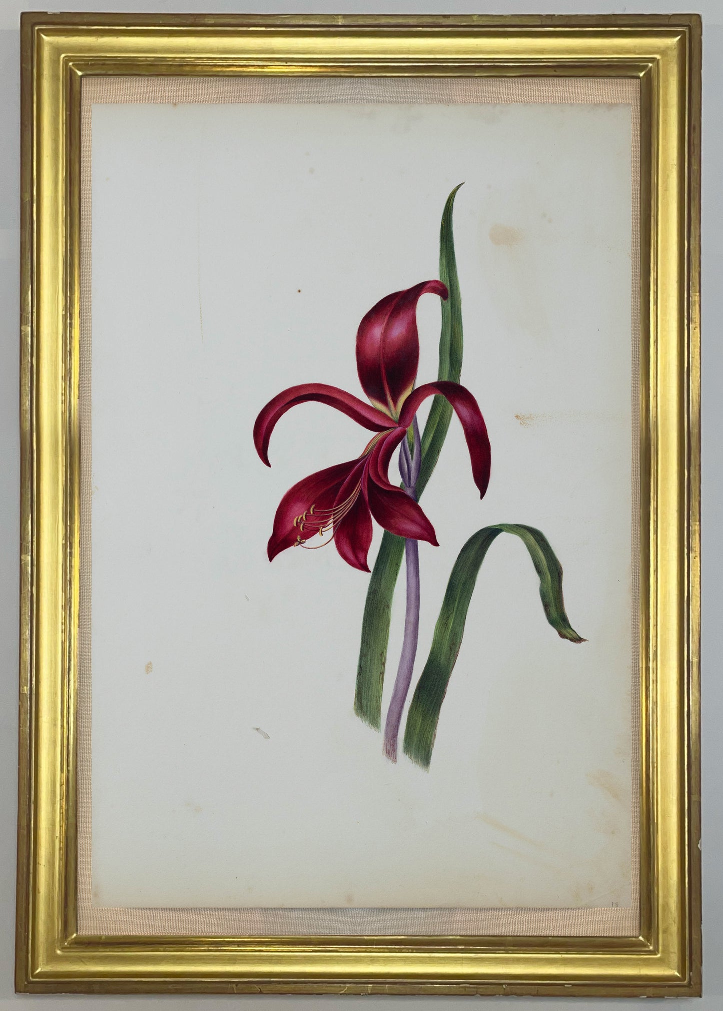 Deborah Gillingham. Amaryllis Formosissima. 1870.